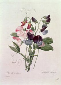 Langlois